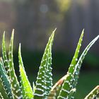 "Haworthia Fasciata"