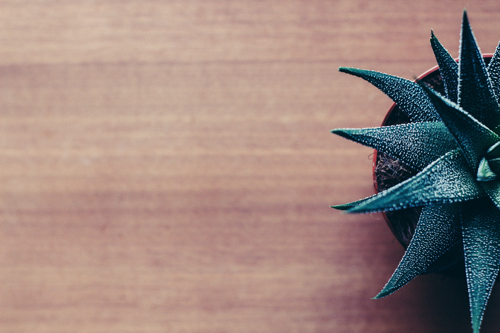 Haworthia Fascita