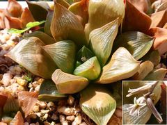 Haworthia retusa und ihre Blüte