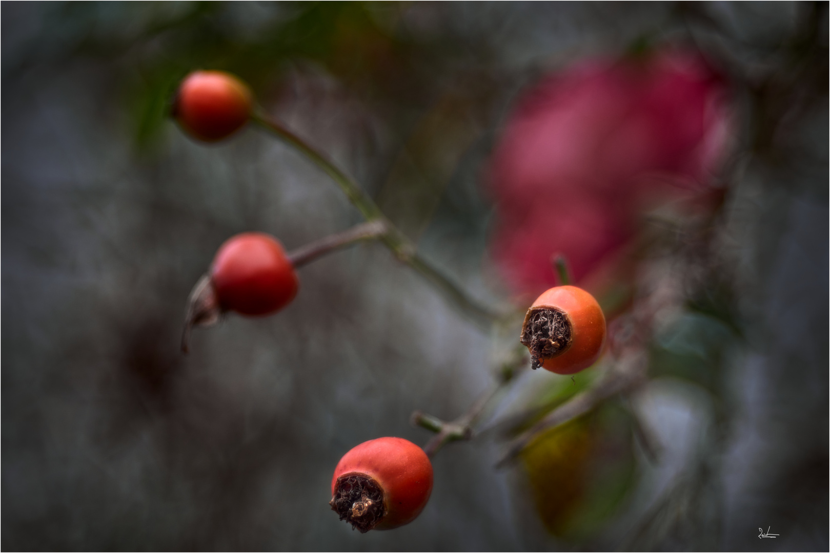 haws and roses