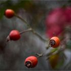 haws and roses