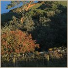 hawthorn bush near st abbs