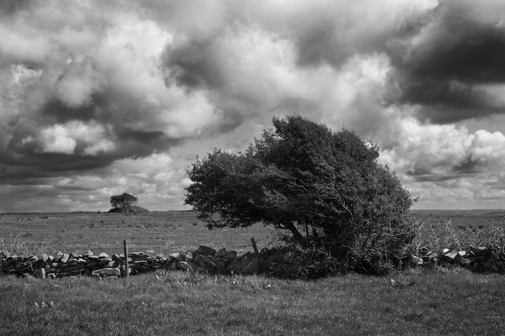 Hawthorn Carrowduff