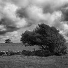 Hawthorn Carrowduff