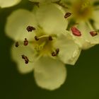 hawthorn flower