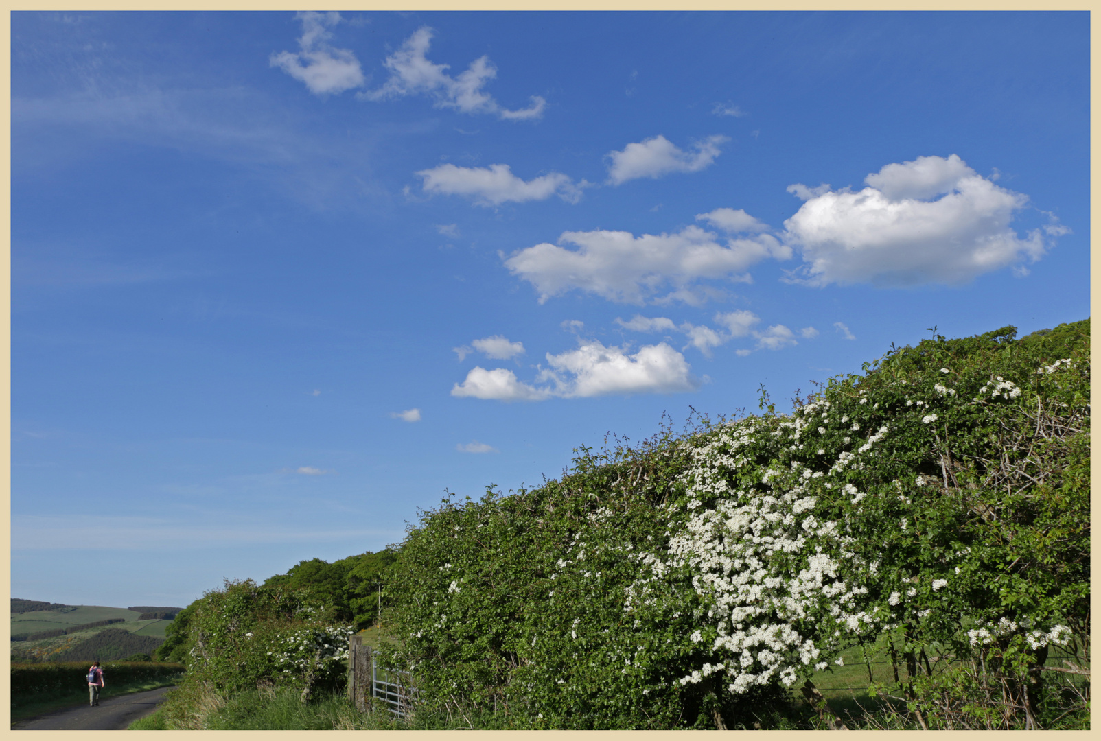 hawthorn hedge