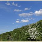 hawthorn hedge