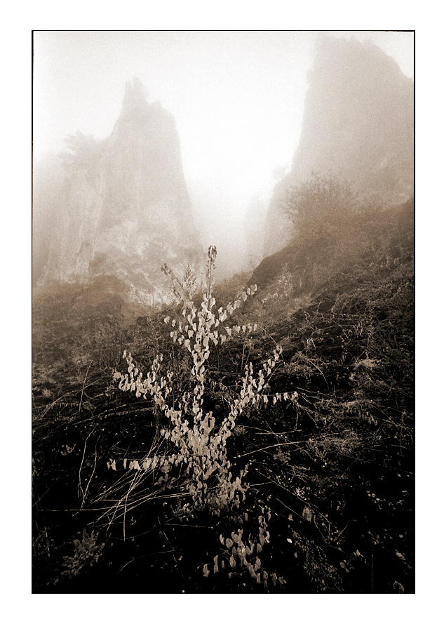 Hawthorn in the fog