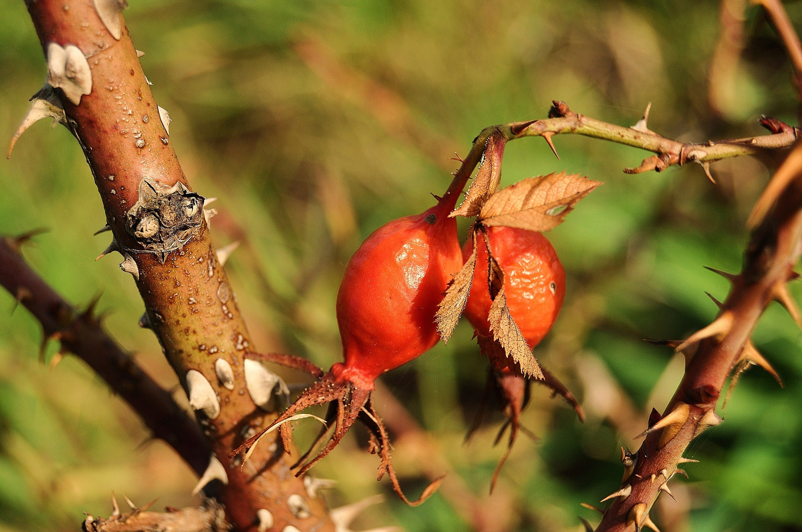 Hawthorn Kiss