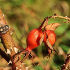 Hawthorn Kiss