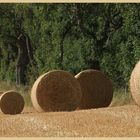hay bales near great Tosson