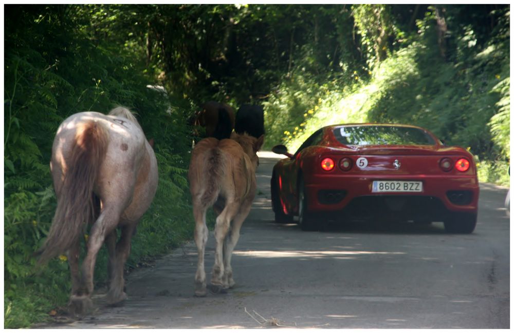 Hay Caballos.....y caballitos