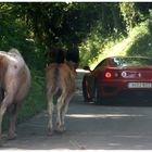 Hay Caballos.....y caballitos