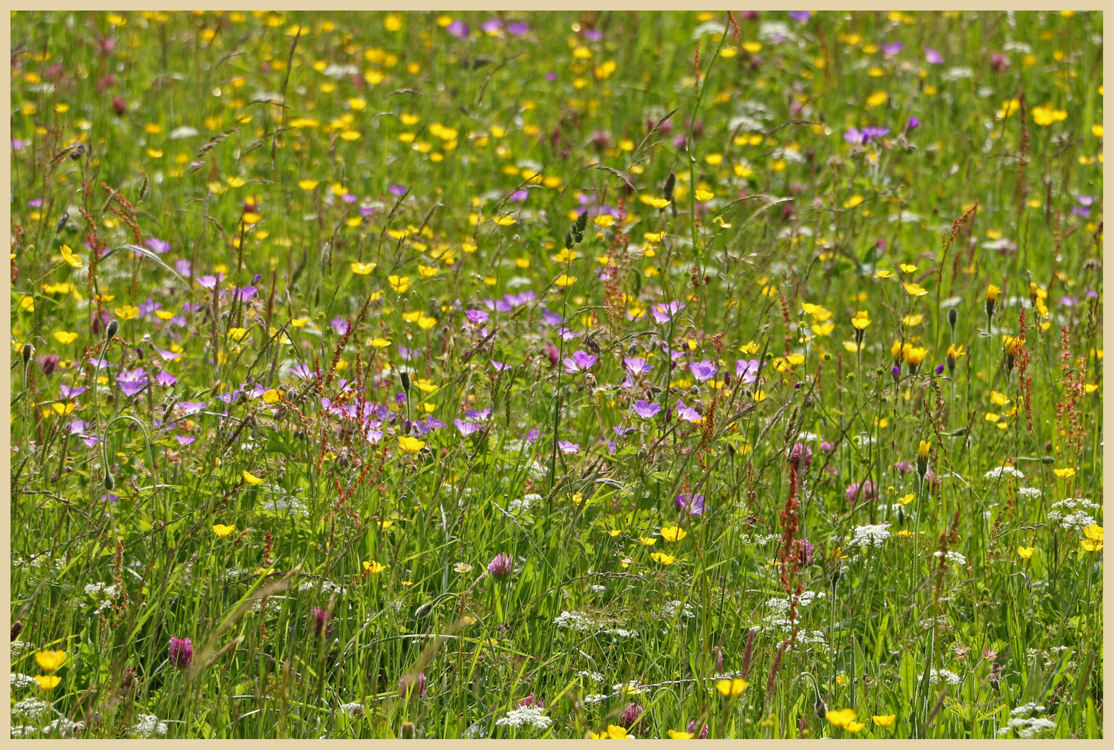 hay meadow 11 near muker