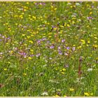 hay meadow 11 near muker