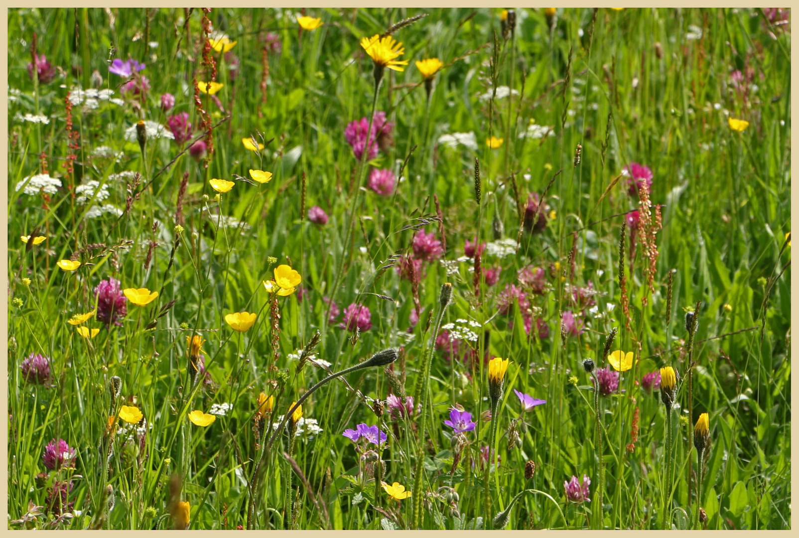 hay meadow 22 near muker