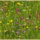 hay meadow 22 near muker