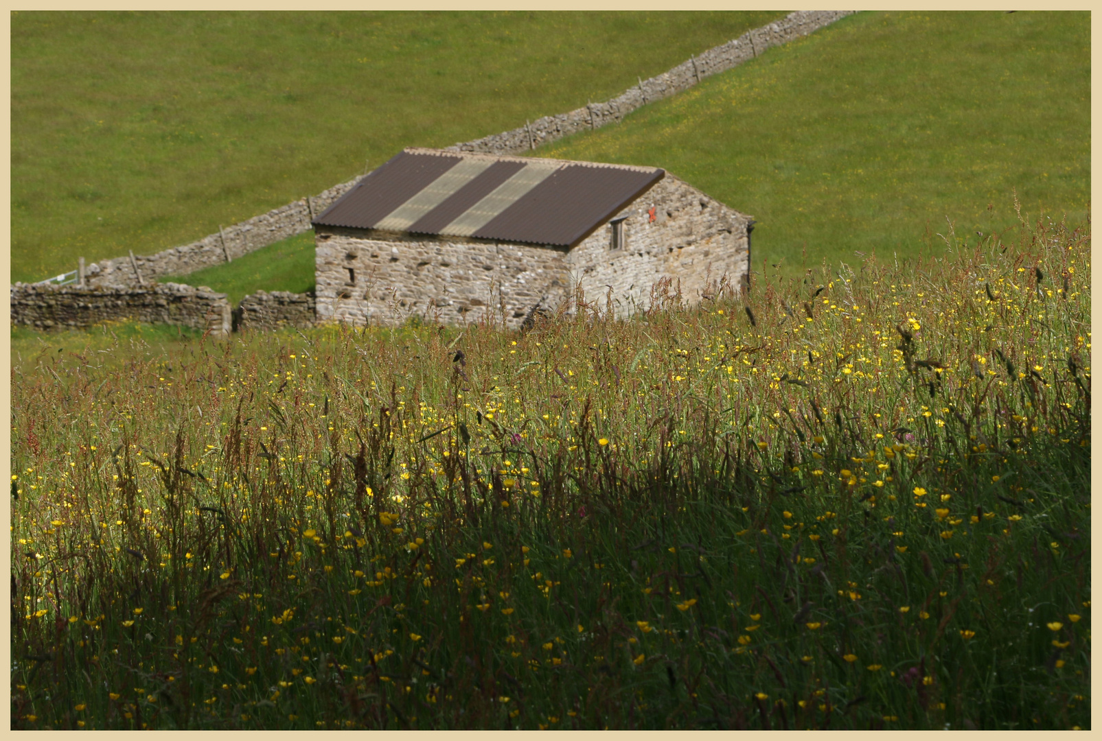 hay meadow 6 near muker