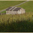 hay meadow 6 near muker