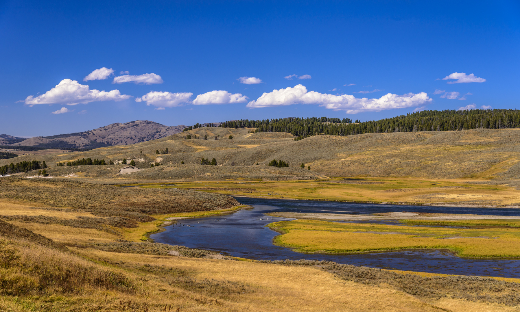 Hayden Valley, Yellowstone River, Wyoming, USA