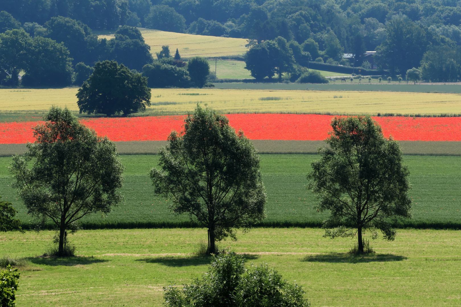 Haydn-Sinfonie in Farbe