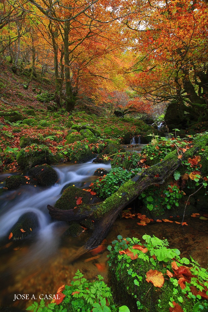 Hayedo de Montegrande (Asturias)