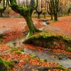 Hayedo de Otzarreta: Bosque encantado.