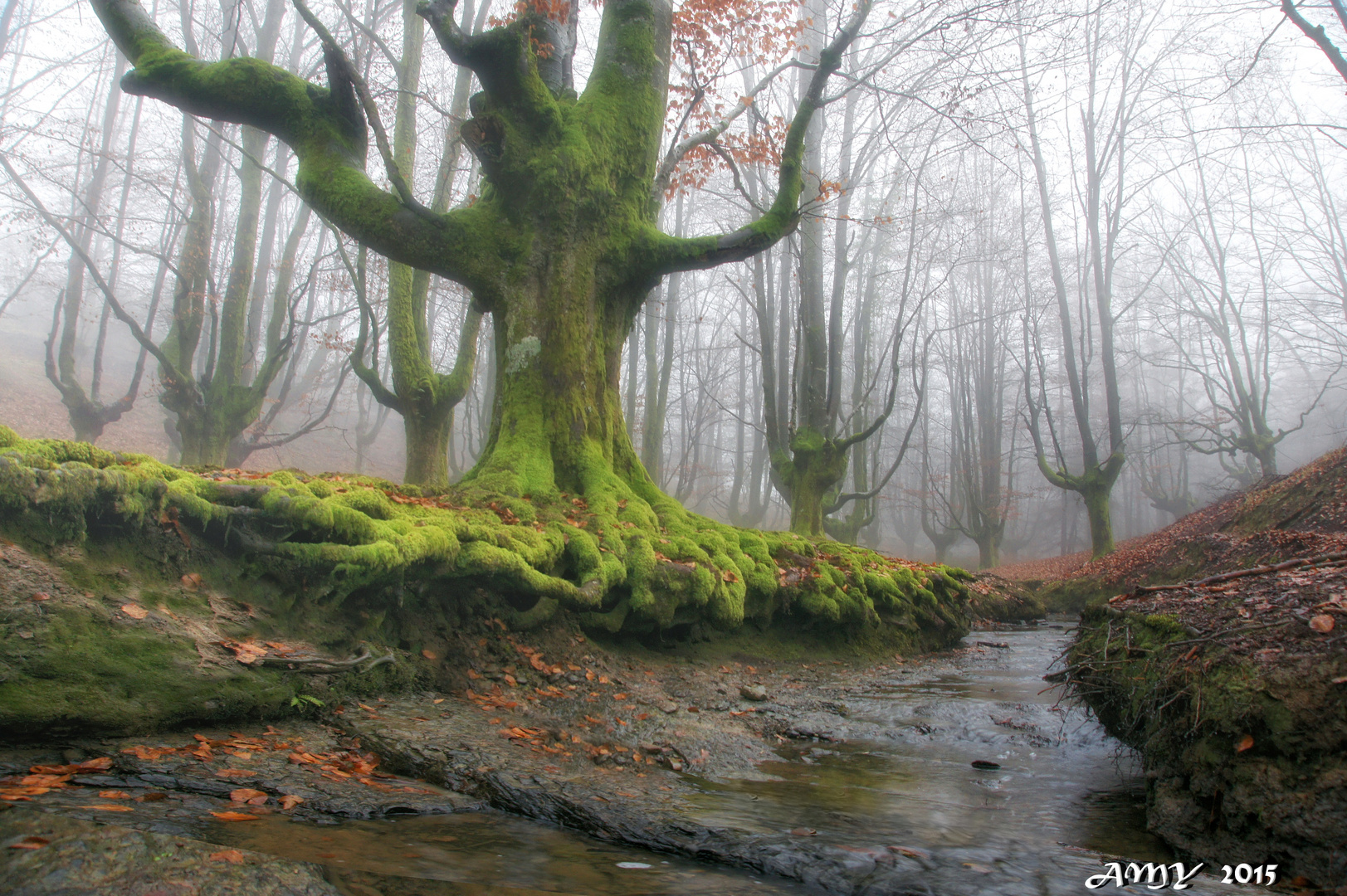 HAYEDO de OTZARRETA ....... EL BOSQUE ENCANTADO. Dedicada a CLEMEN MARCOS COSGAYA.