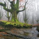 HAYEDO de OTZARRETA ....... EL BOSQUE ENCANTADO. Dedicada a CLEMEN MARCOS COSGAYA.