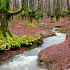 Hayedo de Otzarreta.( Raíces )