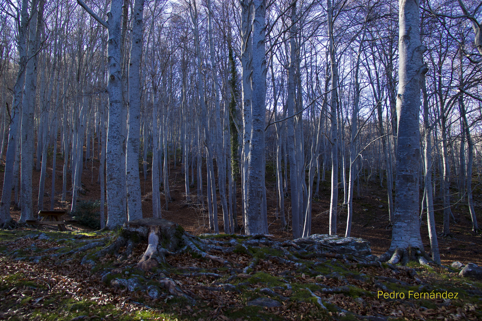 Hayedo del Moncayo