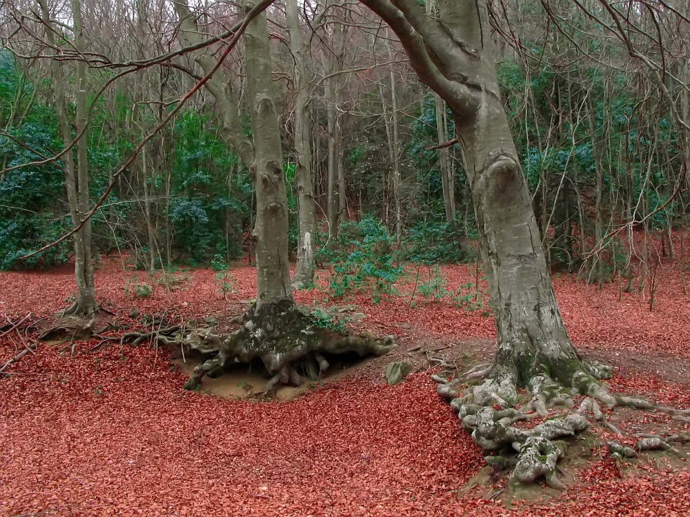 Hayedo en invierno