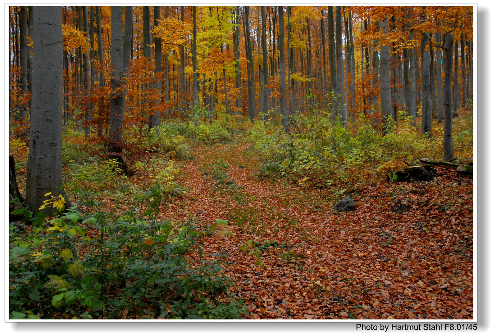 Hayedo en otoño (Buchenwald im Herbst)