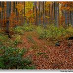 Hayedo en otoño (Buchenwald im Herbst)