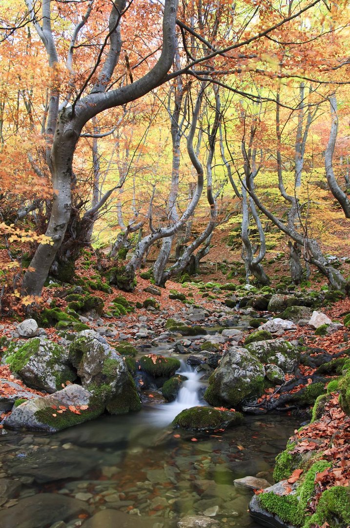 Hayedo en otoño.