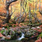 Hayedo en otoño.