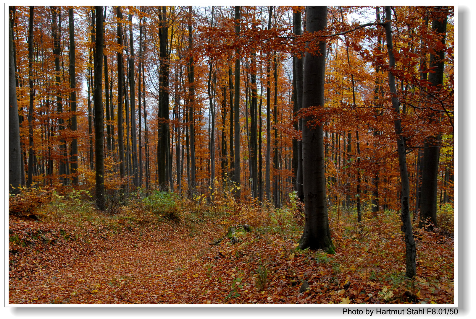 Hayedo en otoño II (Buchenwald im Herbst II)