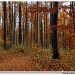 Hayedo en otoño II (Buchenwald im Herbst II)