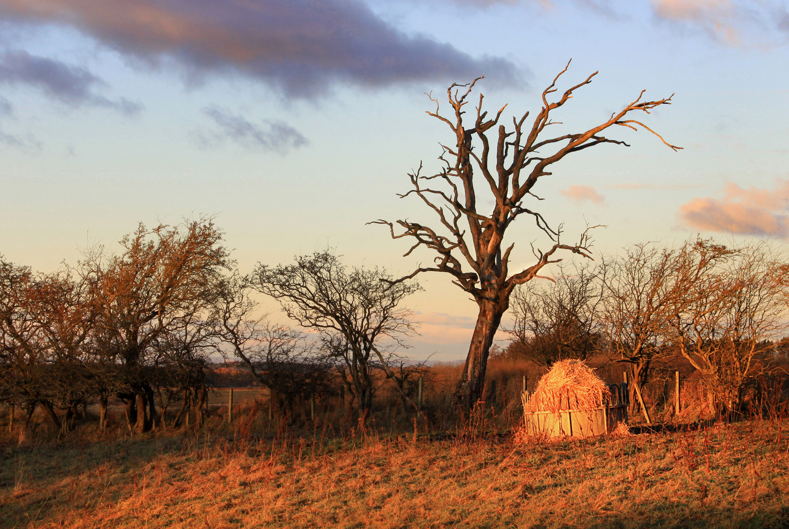 Hayfeeder and hedgerow at sunset