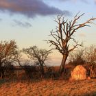 Hayfeeder and hedgerow at sunset