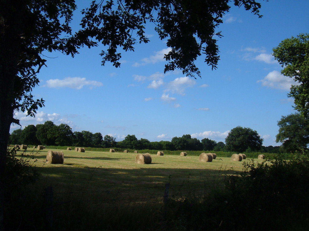 haystack