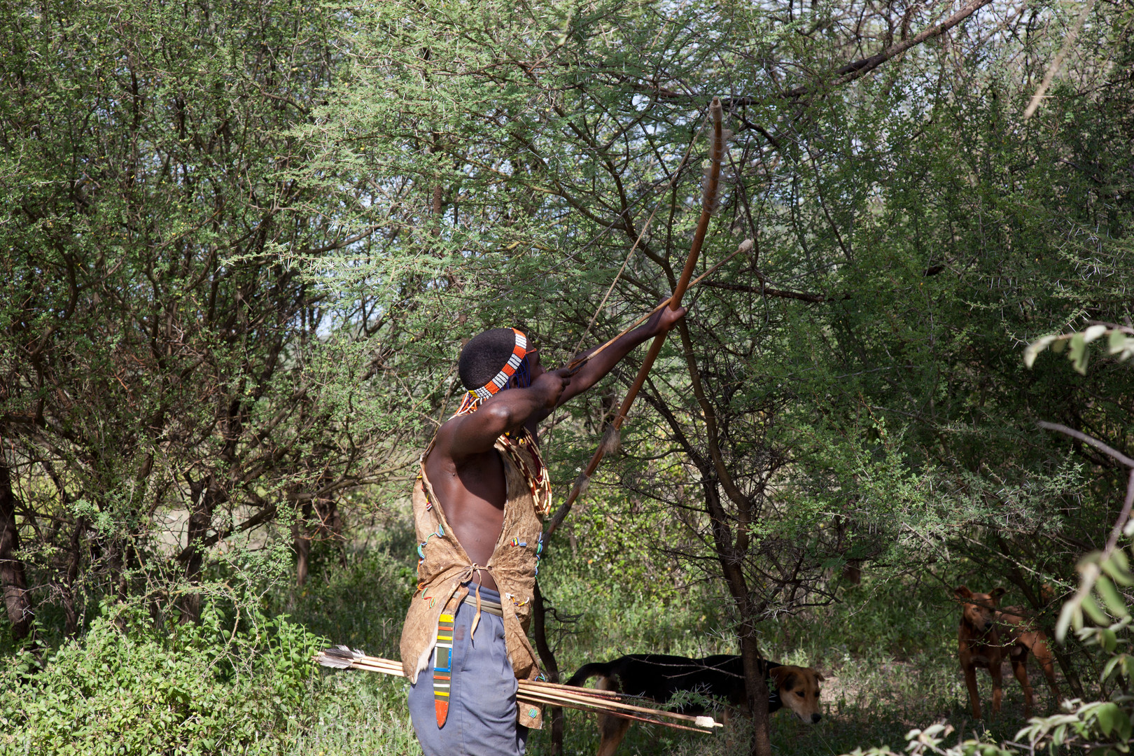 Hazabe hunter, Tanzania