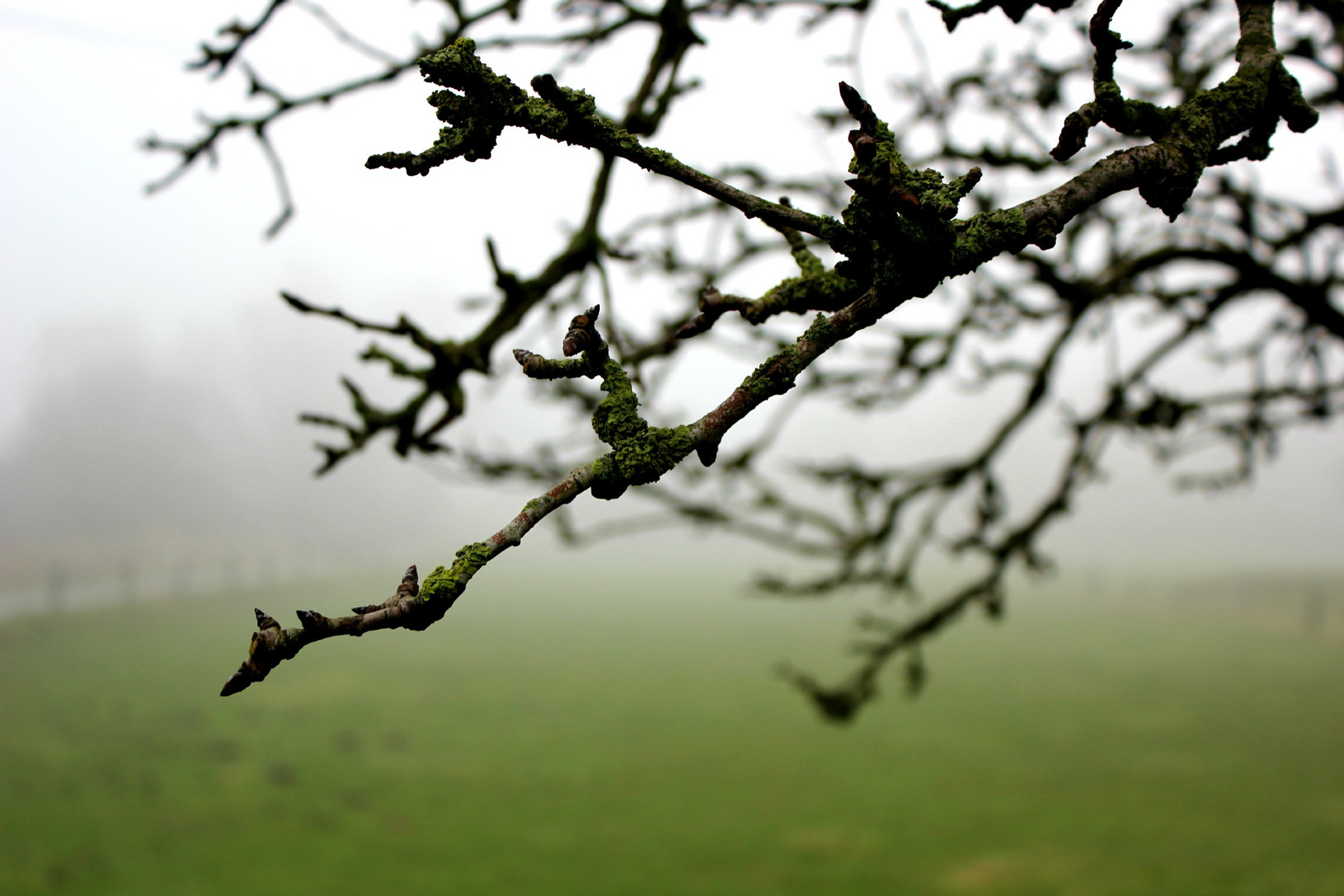 haze on the meadow