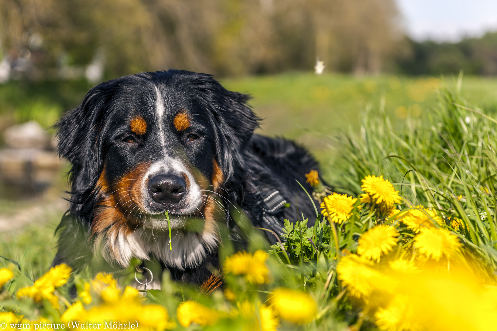 Hazel genießt die Frühlingssonne