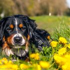 Hazel genießt die Frühlingssonne