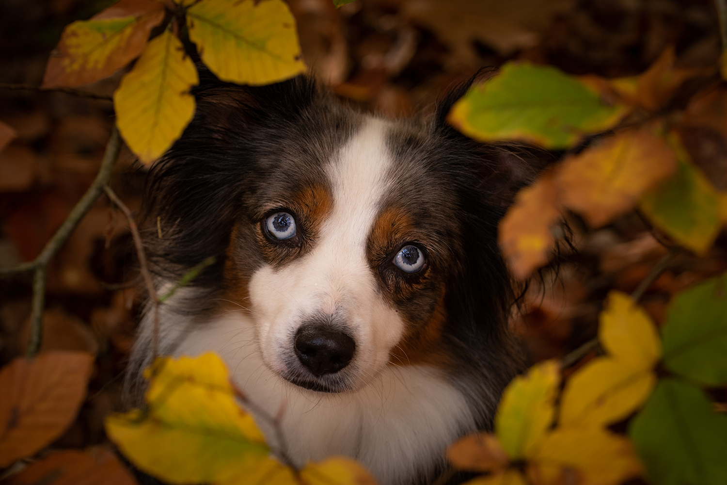 Hazel im Blätterausch