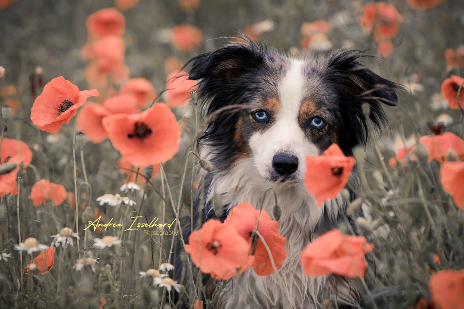 Hazel im Mohn