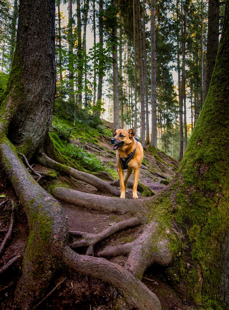 Hazel in der Schwarzachklamm