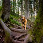 Hazel in der Schwarzachklamm