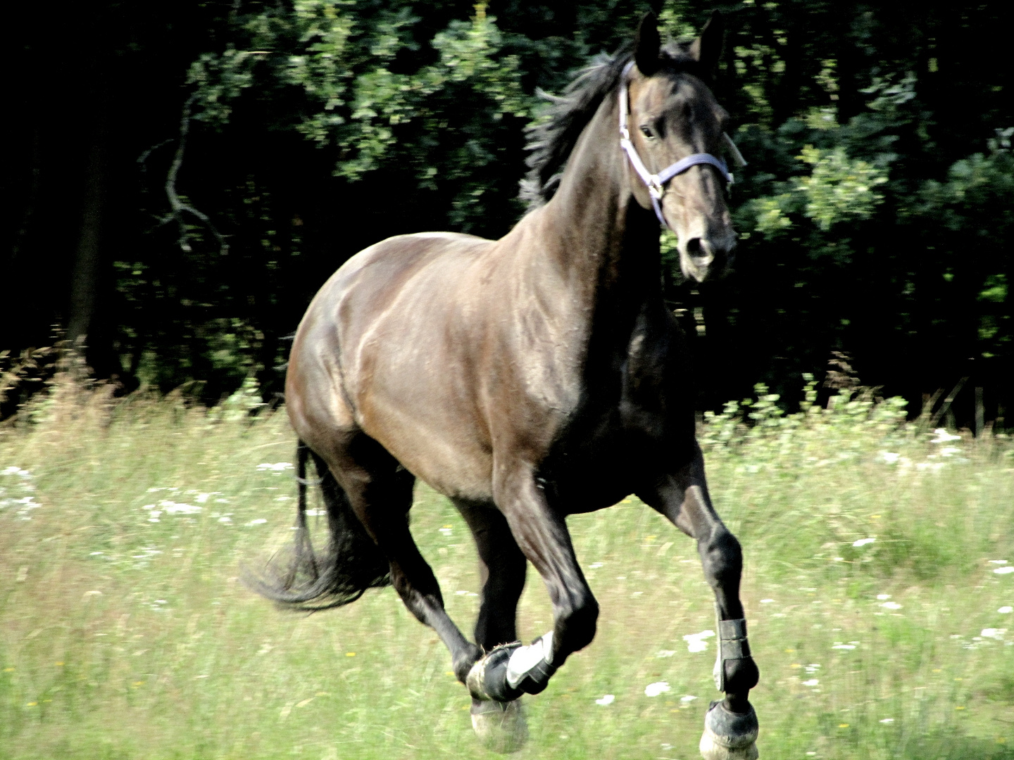 Hazel running